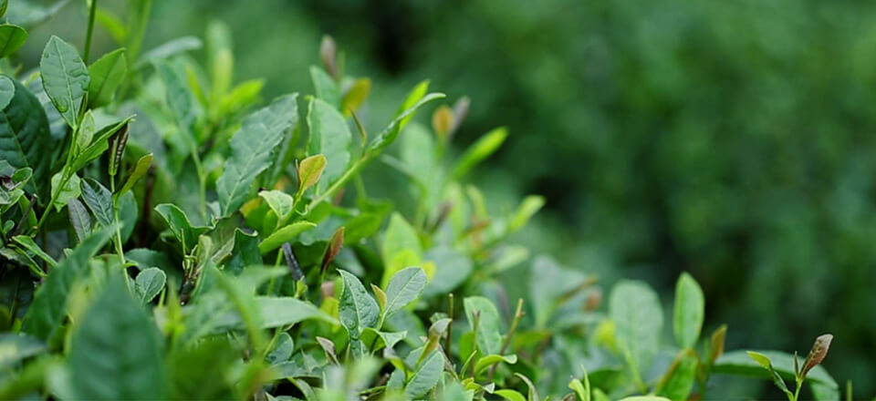 KY开元集团官网