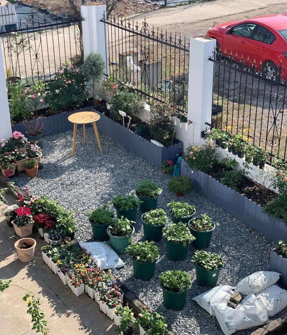 
天狼说月季丨有小孩有宠物 家庭种月季不打药可以吗？-ky开元集团官网入口(图6)