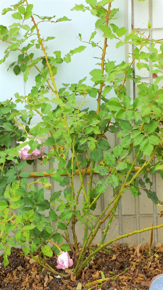 
天狼说月季丨有小孩有宠物 家庭种月季不打药可以吗？-ky开元集团官网入口(图7)