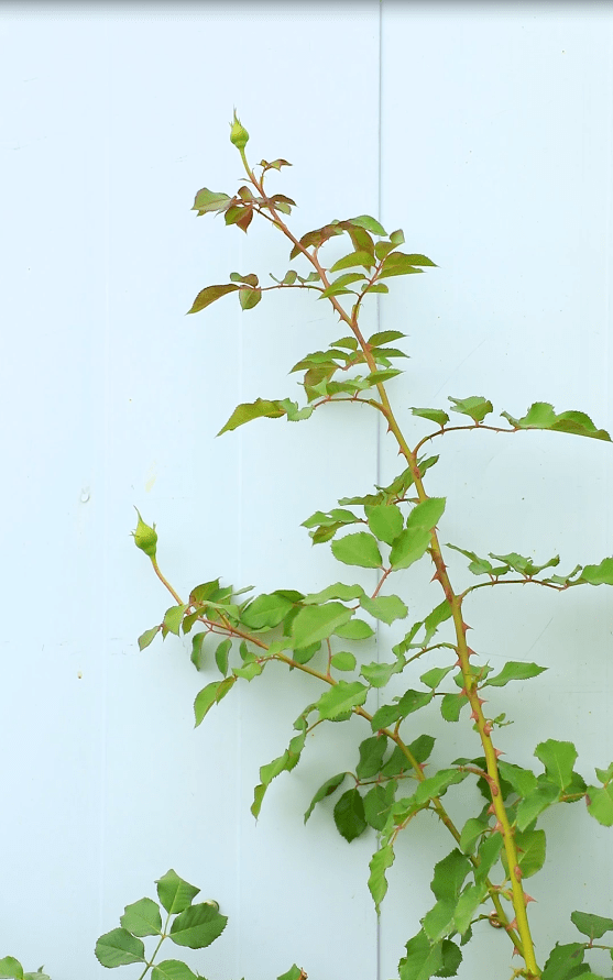 
天狼说月季丨有小孩有宠物 家庭种月季不打药可以吗？-ky开元集团官网入口(图8)