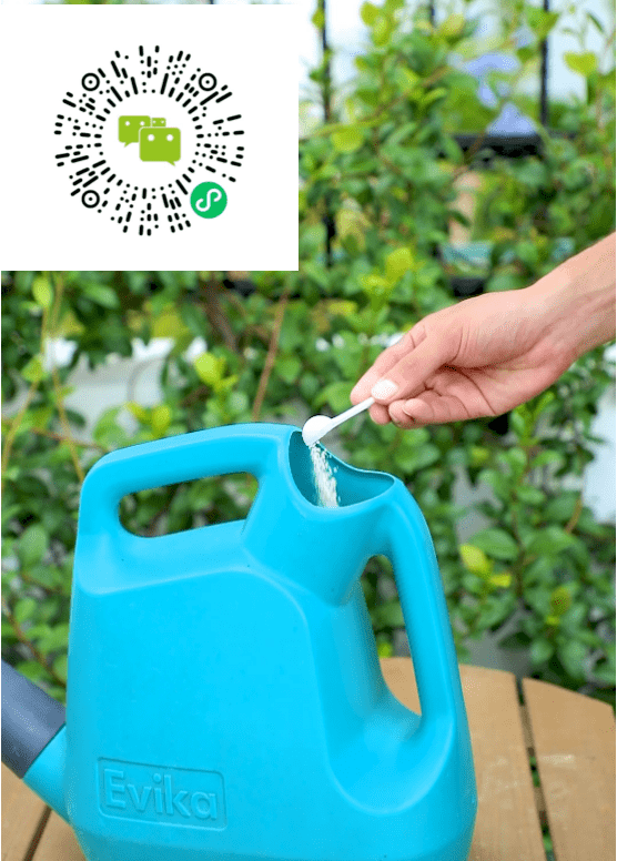 
天狼说月季丨有小孩有宠物 家庭种月季不打药可以吗？-ky开元集团官网入口(图9)