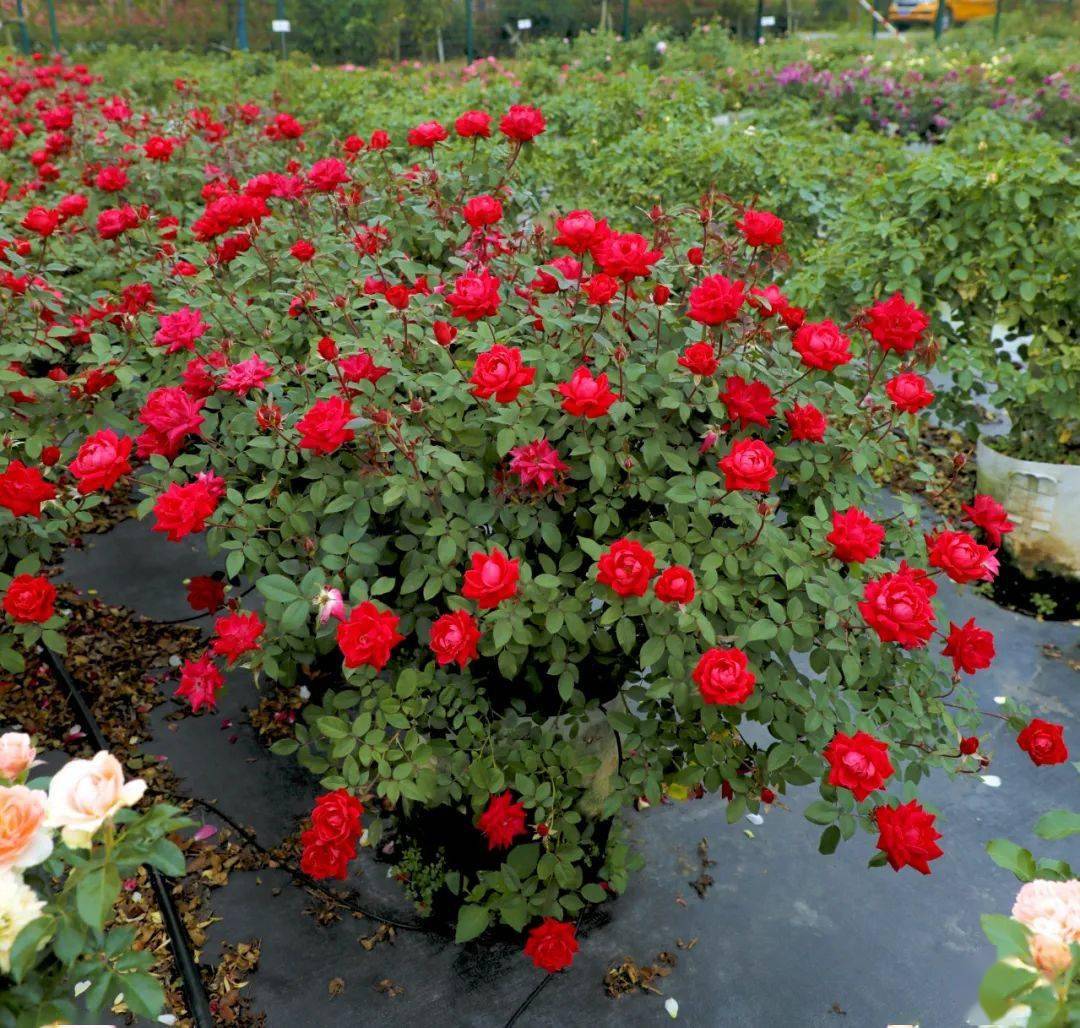 
天狼说月季丨有小孩有宠物 家庭种月季不打药可以吗？-ky开元集团官网入口(图12)