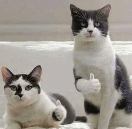 
天狼说月季丨有小孩有宠物 家庭种月季不打药可以吗？-ky开元集团官网入口(图13)